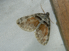 Dysstroma hersiliata