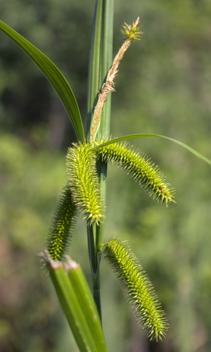 Bristly sedge (Carex comosa)