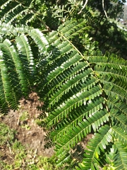 Enterolobium contortisiliquum