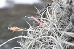 Tillandsia lorentziana