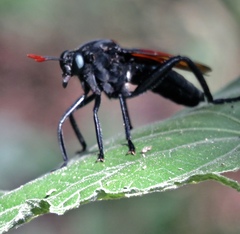 Protomydas rubidapex