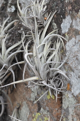 Tillandsia lorentziana