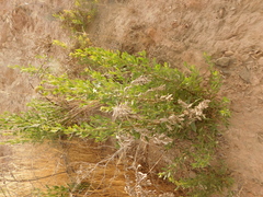 Tessaria absinthioides