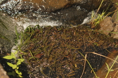 Hydrostachys polymorpha