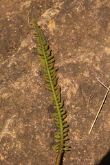 Hydrostachys polymorpha