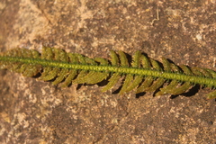 Hydrostachys polymorpha
