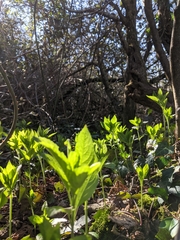 Mercurialis perennis