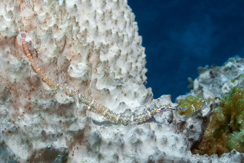 Guilded pipefish (Corythoichthys schultzi) — Syngnathidae — 3