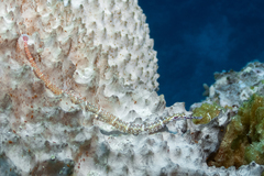 Corythoichthys schultzi