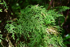 Selaginella involvens