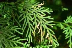 Selaginella involvens