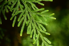 Selaginella involvens