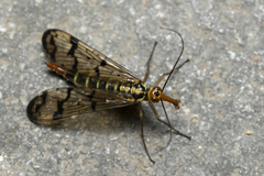 Panorpa lacedaemonia