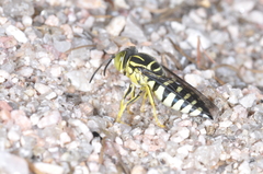 Bicyrtes variegatus