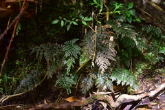 Trichomanes obscurum