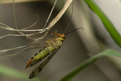 Panorpa lacedaemonia