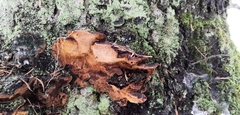 Phellinus abietis