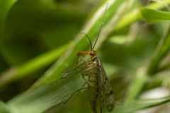 Panorpa lacedaemonia