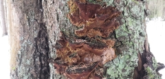 Phellinus abietis