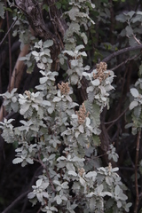 Buddleja glomerata