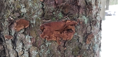 Phellinus abietis