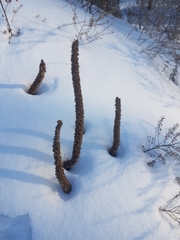 Orostachys malacophylla
