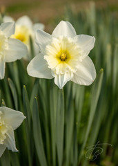 Narcissus × incomparabilis
