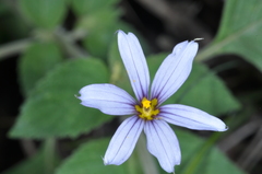 Sisyrinchium chilense