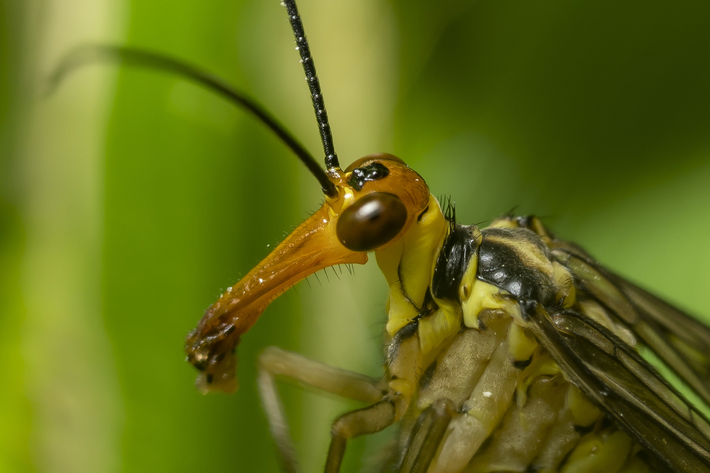 Lacedaemonian Scorpionfly
