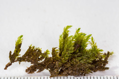 Hygrohypnum