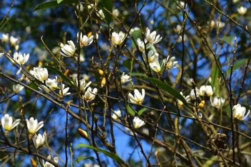 Magnolia formosana iNat (1)