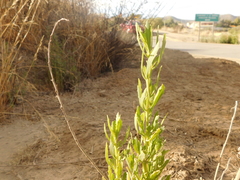 Tessaria absinthioides