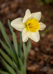 Narcissus × incomparabilis