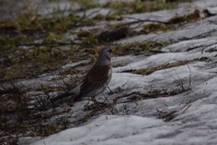 Turdus pilaris