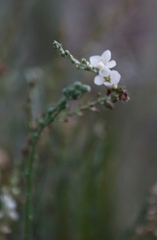 Gomphostigma virgatum