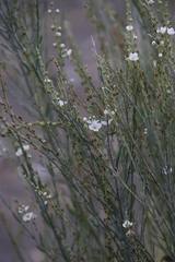 Gomphostigma virgatum