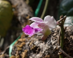Aerides crispa