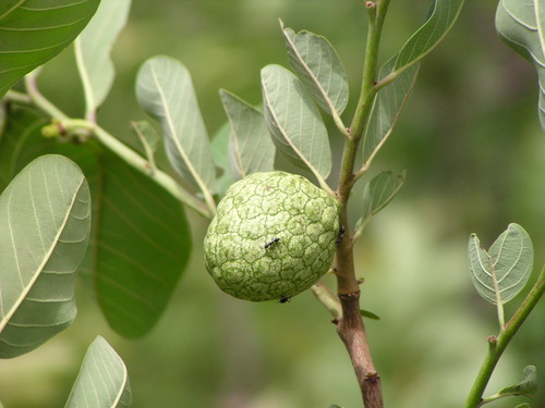 wild custard-apple