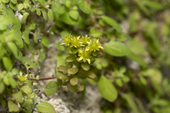 Sedum litoreum