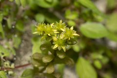 Sedum litoreum