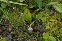 Panaeolus alcis