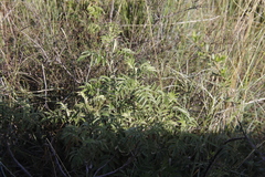 Melianthus