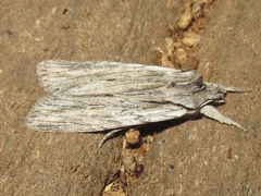 Lithophane lemmeri