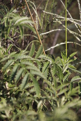 Melianthus