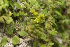 Sedum litoreum