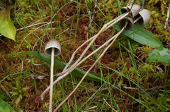 Panaeolus alcis