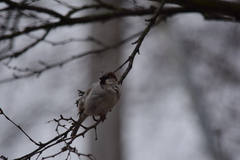 Passer domesticus