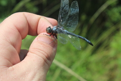 Zygonyx natalensis