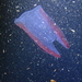 Winged Pocket Comb Jelly - Photo (c) J. Martin Crossley, some rights reserved (CC BY-NC-SA), uploaded by J. Martin Crossley