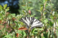 Iphiclides podalirius